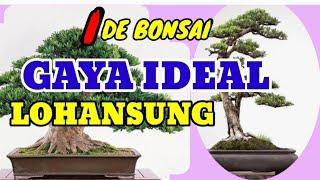 GAYA IDEAL UNTUK BONSAI LOHANSUNG || IDE BONSAI