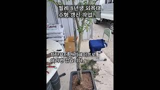 찔레 8년생 외목대 세우기  #gardening #rose #flowers