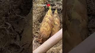 Digging Twin Bamboo Shoots