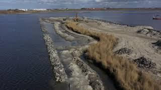 Riettransplantatie naar Vismigratierivier bij de Afsluitdijk