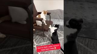 Funny Status #funny #Funnysvideo #prakunjsharma