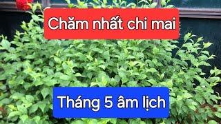 Chăm cây nhất chi mai tháng 5 âm lịch