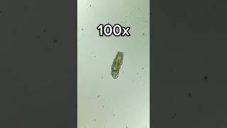 Tardigrade at 0x, 40x, 100x and 400x magnification!