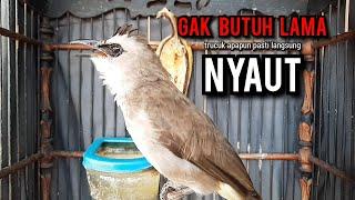 trucukan gacor TARUNG ROPEL PANJANG pancingan trucukan agar bunyi jadikan burung trucuk gacor EMOSI