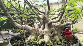 Bonsai Anting Putri Jumbo Bogel Mantap