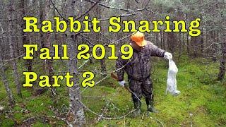 Rabbit Snaring Fall 2019 (Part 2)