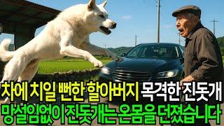 차에 치일 뻔한 할아버지… 그 순간 진돗개가 몸을 던졌습니다