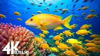 Aquarium 4K VIDEO (ULTRA HD)  Beautiful Coral Reef Fish - Relaxing Sleep Meditation Music