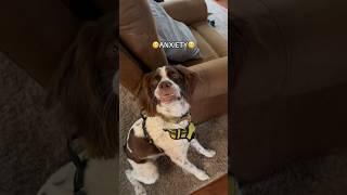 If you have ANXIETY #shorts #dog #dogshorts #funny #puppy #trending #pet #fypシ