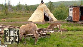 История саамов | Редкие люди  Моя Планета