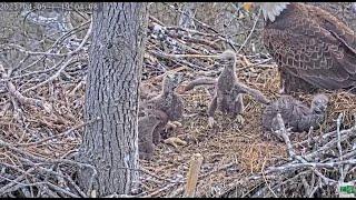 Dulles Greenway Eagle Cam: The Eaglet Wrestling Match