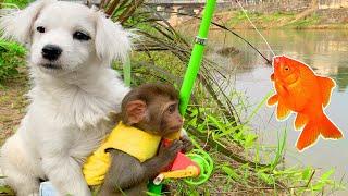 Monkey Baby BoBo helps dad go fishing with puppy