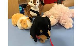 Pets at Wilmot Childcare