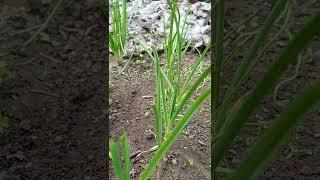How to grow Green Garlic,Tips to Get Big Size Garlic#garlic