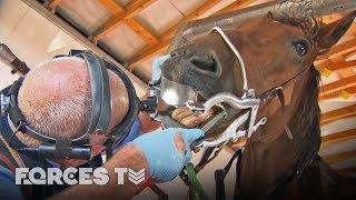 What Happens To Army Horses After They Serve? | Forces TV