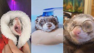 Funny Animals 2021, Смешные Животные, Приколы с животными, Хорьки/Ferrets #2