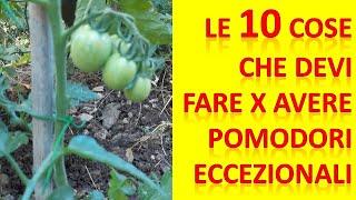 Le 10 operazioni da fare alle tue piante di pomodori per avere frutti Veramente Eccezionali !!!