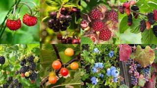 🫐 8 Edible Wild Berries on The Appalachian Trail!