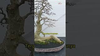 Bahan biasa jadi luar biasa #bonsai #shortsvideo