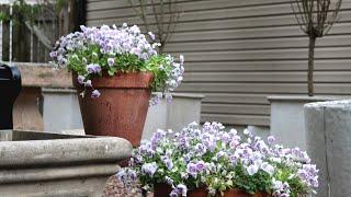 Starting Geranium and Viola & Pansy Seed Starting // Garden Queen