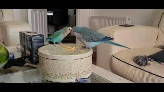 Quaker parrot and Lovebird sharing Noodles