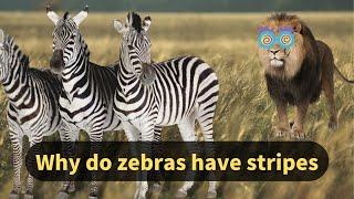 Why the zebra long stripes, what effect can play, the lion said can not understand.