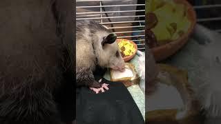 Pet opossum