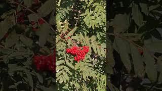 Слава Богу за всё #камчатка #красиваяприрода #камчаткацерковь
