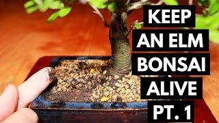 Chinese Elm Bonsai Care: Assess and Location (Part 1)