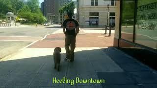 Devin the Labradoodle| OLK9 Harrisburg| Best Labradoodle Trainers