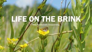 Michigan Nature Presents: Life on the Brink - Poweshiek skipperling