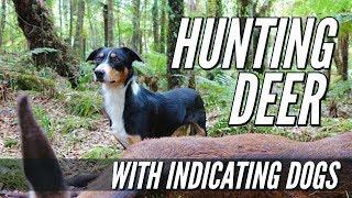 Hunting Deer With Indicating Dogs