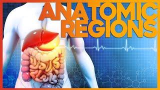 The Easiest Way to Learn Anatomical Regions | Corporis