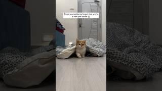 Kya aap ke saat bhi aisa kuch hua hai?  ft. @Luffythecatt #luffy #persian #cat #comedy #shorts