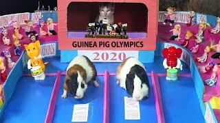 Guinea Pig Olympics | Funny Cat And Guinea Pigs Relay Ever