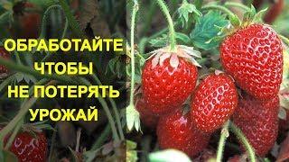 Обработайте Клубнику Чтобы не Потерять Урожай. 4 Народных Средства от Долгоносика