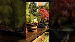 Shohin Bonsai Care Requirements