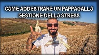 Come addestrare un pappagallo | Lo stress nei pappagalli