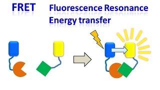 FRET | Fluorescence resonance energy transfer