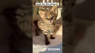 F1 Savannah Kitten ( Serval Hybrid )