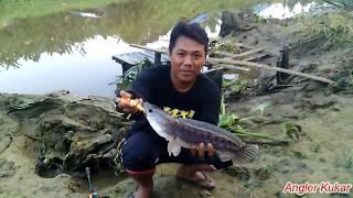 Lagi ! Strike Toman Sungai Tenggarong - Fishing in Kukar