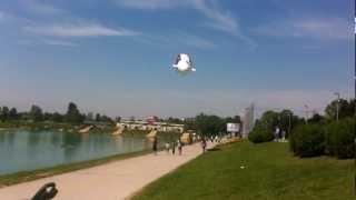 Jarun, Zagreb, close flight over lake