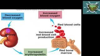 ERYTHROPOIETIN