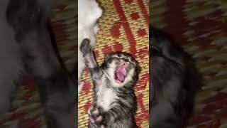 Aaaaaaaaa… #anabul #kitten #viral #trendingshorts