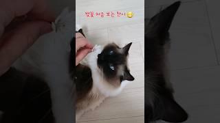 벚꽃 처음 보는 고양이 찬이 #cat #catcute #고양이 #랙돌 #버만 #고양이일상 #집사