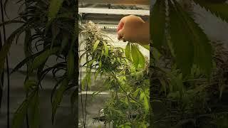 What Youtube Growers Dont Show You, Hiding Ugly Plants, #shorts