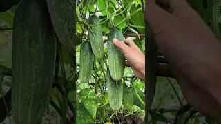 Crunchy cucumbers straight from the vine!  #Shorts #CucumberHarvest #Homegrown #FreshPick