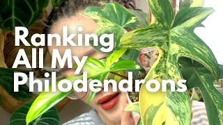 My Entire Philodendron Collection, Ranked From Worst To Best