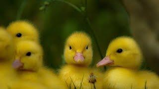 Cute Duckling | Funniest Baby Ducks Videos Compilation 2024 #1millionviews