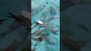 Precision Aquaculture &Fisheries Monitoring #facts #mapping #remotesensing #gis #science #technology
